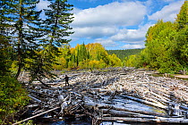 Upper reaches of the Lena River. with century-old log jam of trees,  Baikalo-Lensky Reserve, Siberia, Russia, September 2017, September 2017