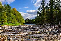 Upper reaches of the Lena River, with century-old log jam of trees, Baikalo-Lensky Reserve, Siberia, Russia, September 2017