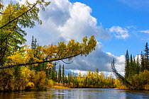 Trees in the upper reaches of the Lena River, Baikalo-Lensky Reserve, Siberia, Russia, September 2017