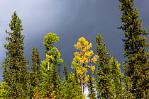 Trees in the upper reaches of the Lena River, Baikalo-Lensky Reserve, Siberia, Russia, September
