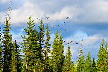 Steller's eider  (Polysticta stelleri) flock  flying in the upper reaches of the Lena River. Flock of ducks, Baikalo-Lensky Reserve, Siberia, Russia, September