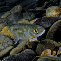 Arctic grayling (Thymallus arcticus) in upper reaches of the Lena River, Baikalo-Lensky Reserve, Siberia, Russia, September