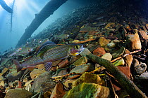 Arctic grayling (Thymallus arcticus) in upper reaches of the Lena River, Baikalo-Lensky Reserve, Siberia, Russia, September