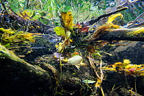 Underwater view of vegetation and leaves in the upper reaches of the Lena River, Baikalo-Lensky Reserve, Siberia, Russia, September