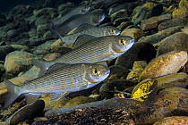 Arctic grayling (Thymallus arcticus) group of five, in upper reaches of the Lena River. Baikalo-Lensky Reserve, Siberia, Russia, September