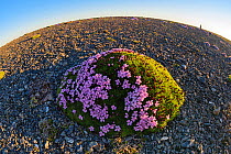 Clump of  Pink flowers (Dianthus sp) Vaygach Island, Arctic, Russia, July