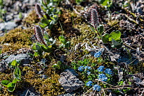 Alpine Forget-me-not (Myosotis asiatica) and low growing Polar willow (Salix polaris) Vaygach Island, Arctic, Russia, July
