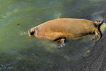 Walrus (Odobenus rosmarus) male defecating in water at edge of colony, Vaygach Island, Arctic, Russia, July
