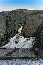 Polar bear (Ursus maritimus) climbing last remnants of ice in the summer to reach the top of a cliff, Novaya Zemlya, Russian Arctic, July