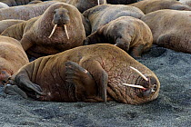 Walrus (Odobenus rosmarus) colony resting,  Vaygach Island, Arctic, Russia, July