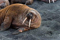 Walrus (Odobenus rosmarus) resting in colony,  Vaygach Island, Arctic, Russia, July
