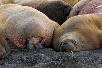 Walrus (Odobenus rosmarus) colony resting,  Vaygach Island, Arctic, Russia, July