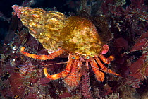 Hermit crab (Pagurus sp.) Novaya Zemlya, Russian Arctic, July