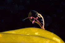 Skeleton shrimp (Caprella septentrionalis) mating Novaya Zemlya, Russian Arctic, July