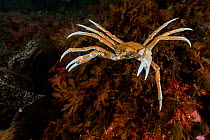 Great spider crab (Hyas araneus) Novaya Zemlya, Russian Arctic, July