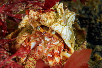Hermit crab (Pagurus sp ) Novaya Zemlya, Russian Arctic, July