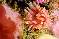 Sea anemone (Urticina sp.) Novaya Zemlya, Russian Arctic, July