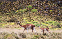 Guanacos (Lama guanicoe), female and calf,  Parque Patagonia, Valle Chacabuco, Chile. January. Cropped.