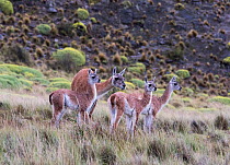 Guanaco (Lama guanicoe) with three calves or chulengos. Parque Patagonia, Valle Chacabuco, Chile. January. Cropped.