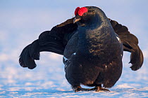 Black Grouse (Tetrao tetrix) displaying at a lek in snow, Tver, Russia. April