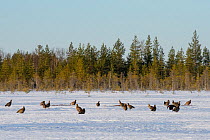 Black Grouse (Tetrao tetrix) females gathering around male at lek in snow,  Tver, Russia. April