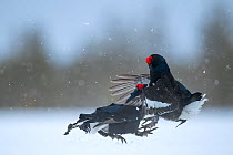Black Grouse (Tetrao tetrix) males fighting at lek in the snow, Tver, Russia. April
