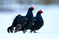 Black Grouse (Tetrao tetrix) males at lek in the snow, Tver, Russia. April