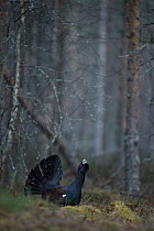 Western capercaillie (Tetrao urogallus) male displaying, Tver, Russia. April