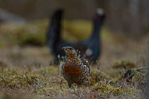 Western capercaillie (Tetrao urogallus) male female pair, Tver, Russia. May