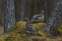 Western capercaillie (Tetrao urogallus) females, Tver, Russia. May