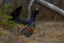 Western capercaillie (Tetrao urogallus) male displaying with female in the foreground, Tver, Russia. May