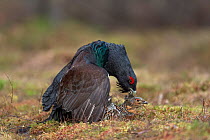 Western capercaillie (Tetrao urogallus) pair mating, Tver, Russia. May