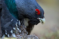Western capercaillie (Tetrao urogallus) pair mating Tver, Russia. May