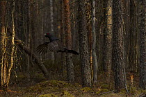 Western capercaillie (Tetrao urogallus) flying in forest, Tver, Russia. May