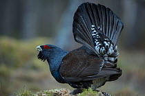 Western capercaillie (Tetrao urogallus) male displaying at a lek, Tver, Russia. May