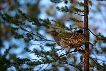 Western capercaillie (Tetrao urogallus) female in tree,  Tver, Russia. May