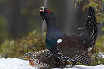 Western capercaillie (Tetrao urogallus) male calling at lek, with female, Tver, Russia. May
