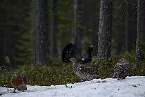 Western capercaillie (Tetrao urogallus) female with male displaying at lek, Tver, Russia. May