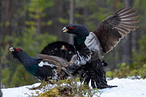 Western capercaillie (Tetrao urogallus) males fighting at a lek, Tver, Russia. May