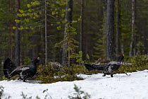Western capercaillie (Tetrao urogallus) males at lek with females behind, Tver, Russia. May