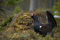 Western capercaillie (Tetrao urogallus) Tver, Russia. May