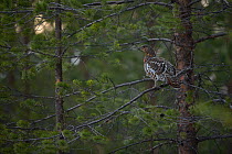 Western capercaillie (Tetrao urogallus) female perched in tree, Tver, Russia. May