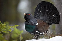 Western capercaillie (Tetrao urogallus) male displaying and calling, Tver, Russia. May