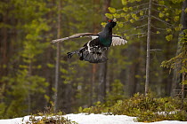 Western capercaillie (Tetrao urogallus) taking off,  Tver, Russia. May