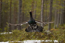 Western capercaillie (Tetrao urogallus) taking off, Tver, Russia. May