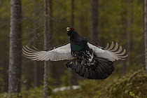 Western capercaillie (Tetrao urogallus) taking off, Tver, Russia. May