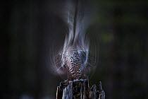 Western capercaillie (Tetrao urogallus) taking off from stump, blurred motion image, Tver, Russia. May
