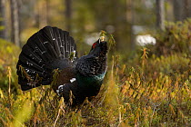Western capercaillie (Tetrao urogallus) male displaying, Tver, Russia. May