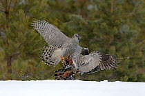 Northern s (Accipiter gentilis) fighting over squirrel carcass, Finland . March