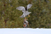 Northern goshawk (Accipiter gentilis) flying with squirrel prey, Finland . March